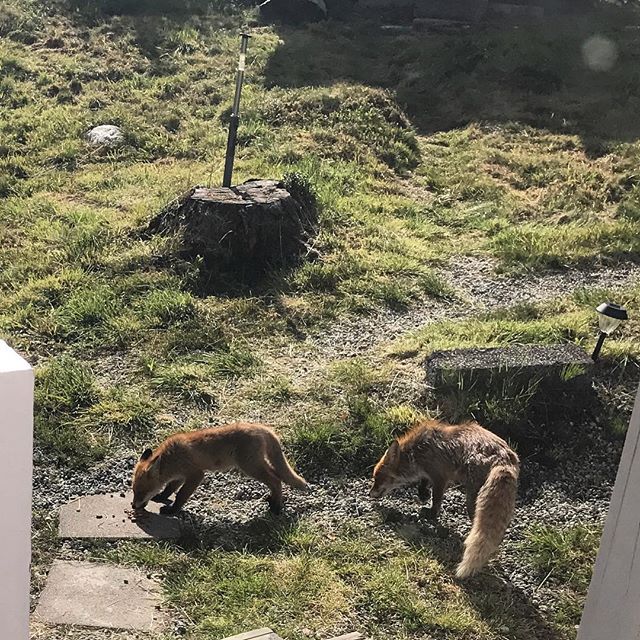 The red fox mom who always visit my mom and dads cabin brought one of her young to feast on some dogfood and sausage????